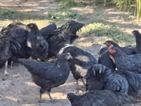 Chickens — ছবি 4