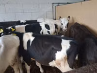 Tyre, Russian Black pied cattle — foto 2