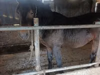 Mare, Horses — photo 2