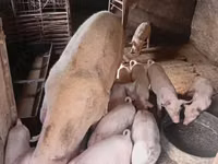 Boar, Pigs — photo 3