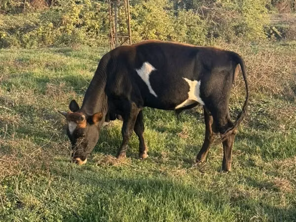Cow, Cattle — Azerbaijan