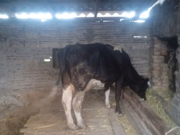 Vache, Russian Black pied cattle — Kirghizstan