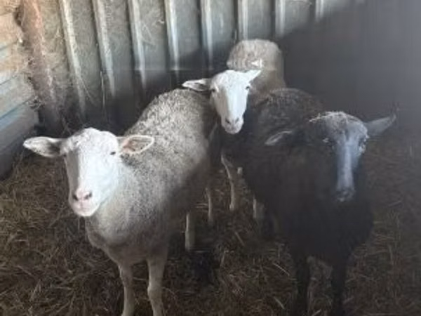 Sheep, Sheep — Hungary