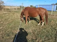 Hingst, Kisber felver — foto 3