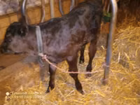 Bull, Aberdeen-Angus — photo 3