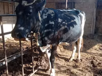 Αγελάδα, Russian Black pied cattle — φωτογραφία 4