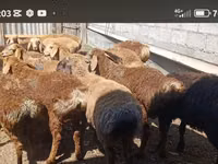 قوچ, Kazakh fat-tailed coarsewool sheep — عکس 2