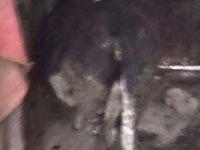 Krava, Russian Black pied cattle — foto 3