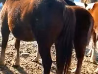 Horse (M), Horses — photo 1