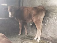 Toro, Ganado vacuno — foto 1