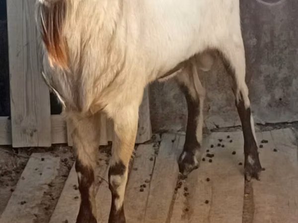 Goat, Alpine goat — Kazakhstan