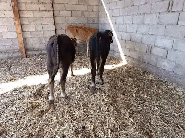 Bull, Cattle — Kyrgyzstan