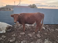 Cow, Cattle — photo 1