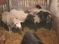 Sheep, White Suffolk sheep — photo 1