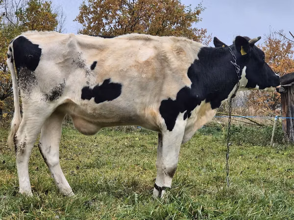 Կով, Russian Black pied cattle
