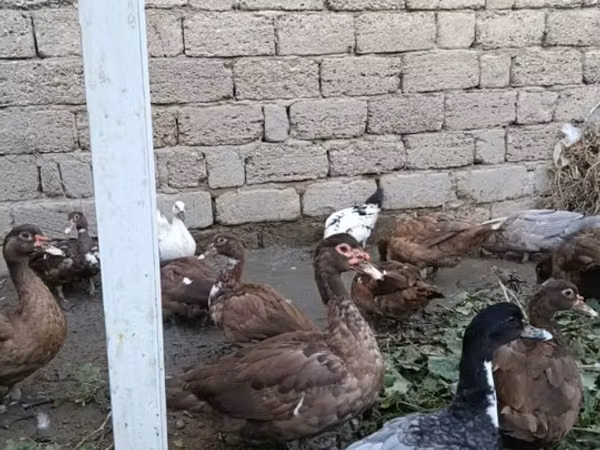 Ducks — Azerbaijan
