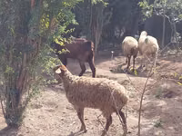 Goat, Goats — photo 7