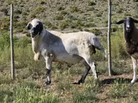 公羊, Sheep — 照片 7
