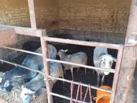 Kambing jantan, Sheep — foto 3