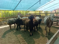 Ram, Arashan sheep — photo 2