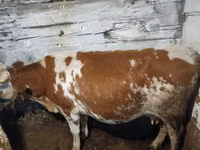 Cow, Latvian Blue cattle — photo 3