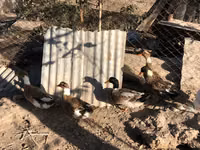 Ducks — zdjęcie 2