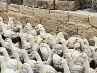 Ducks — عکس 1