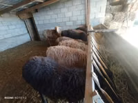 Sheep, Rhon sheep — photo 4