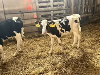 Bulle, Russian Black pied cattle — Foto 4