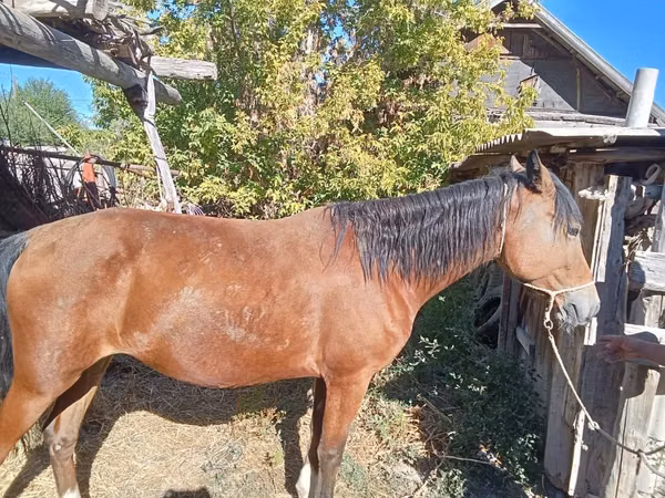 Mare, Kazakh horse — Kazakhstan