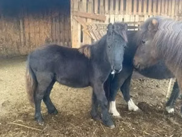 Madyan, Shetland Pony
