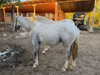 Mare, Lipizzaner — photo 6