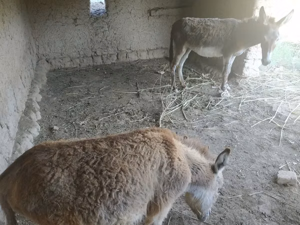 Mare, Horses — Uzbekistan
