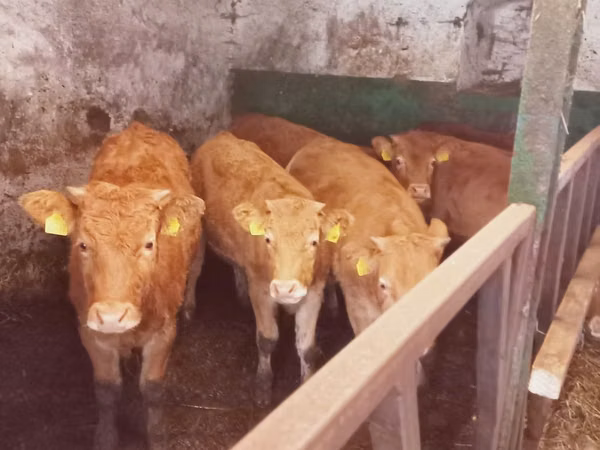 Vache, Simmental cattle — Pologne