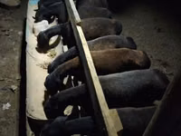 Får (parti, køn ikke angivet), Hissar sheep — foto 1