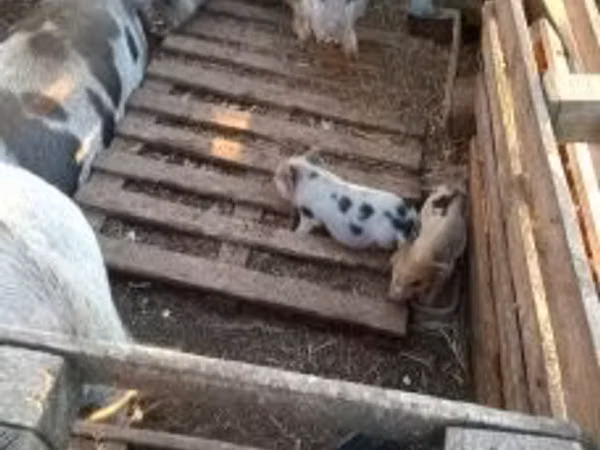 หมูป่าตัวผู้,  — ฮังการี