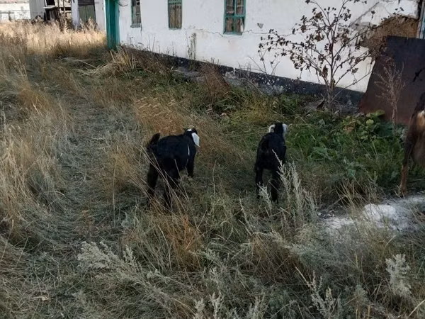 Goat, Nubian Goat — Kazakhstan