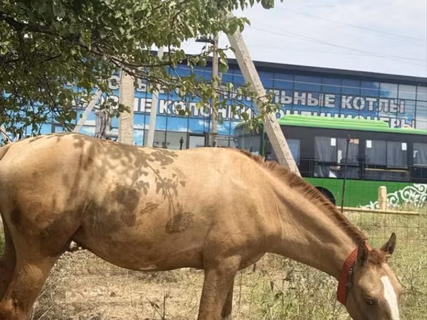 Horse (M), Russian Don — Kazakhstan