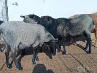 암양, Romanov sheep — 사진 5