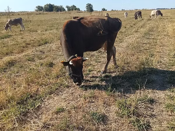 Cow, Alatau breed — Kyrgyzstan