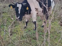 Bò đực, Russian Black pied cattle — ảnh 3