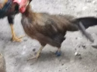 Chickens — عکس 2