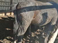 Hing, Kustanai horse — 3. fotó