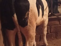 Αγελάδα, Russian Black pied cattle — φωτογραφία 2