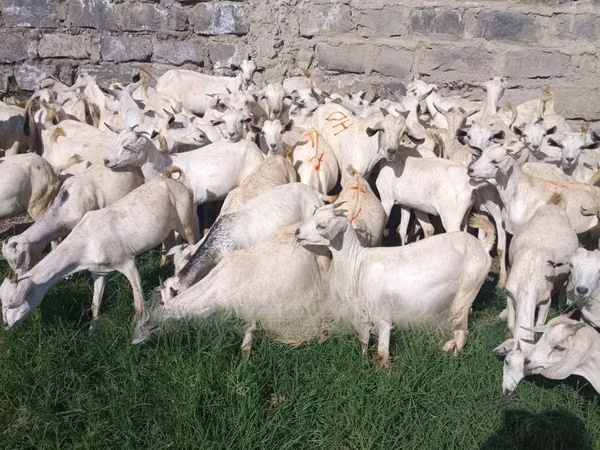ፍየሎች (ቡድን፣ ጾታ አልተጠቀሰም), Goats