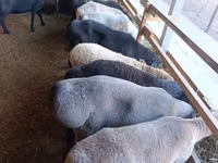 نعجة, Rhon sheep — الصورة 4