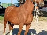 Kuda jantan, Kisber felver — foto 3