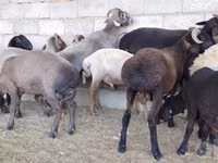 Kambing jantan, Sheep — foto 3