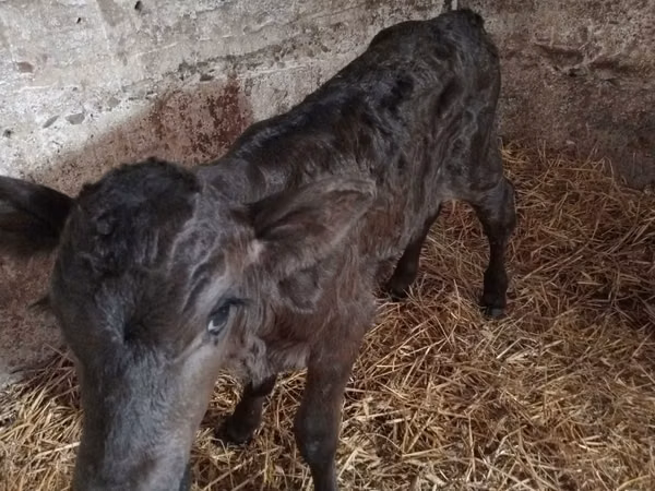 Bull, Limousin cow — Poland