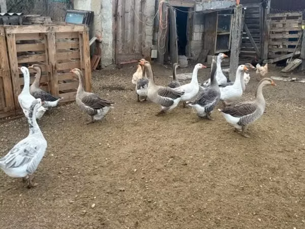 Geese